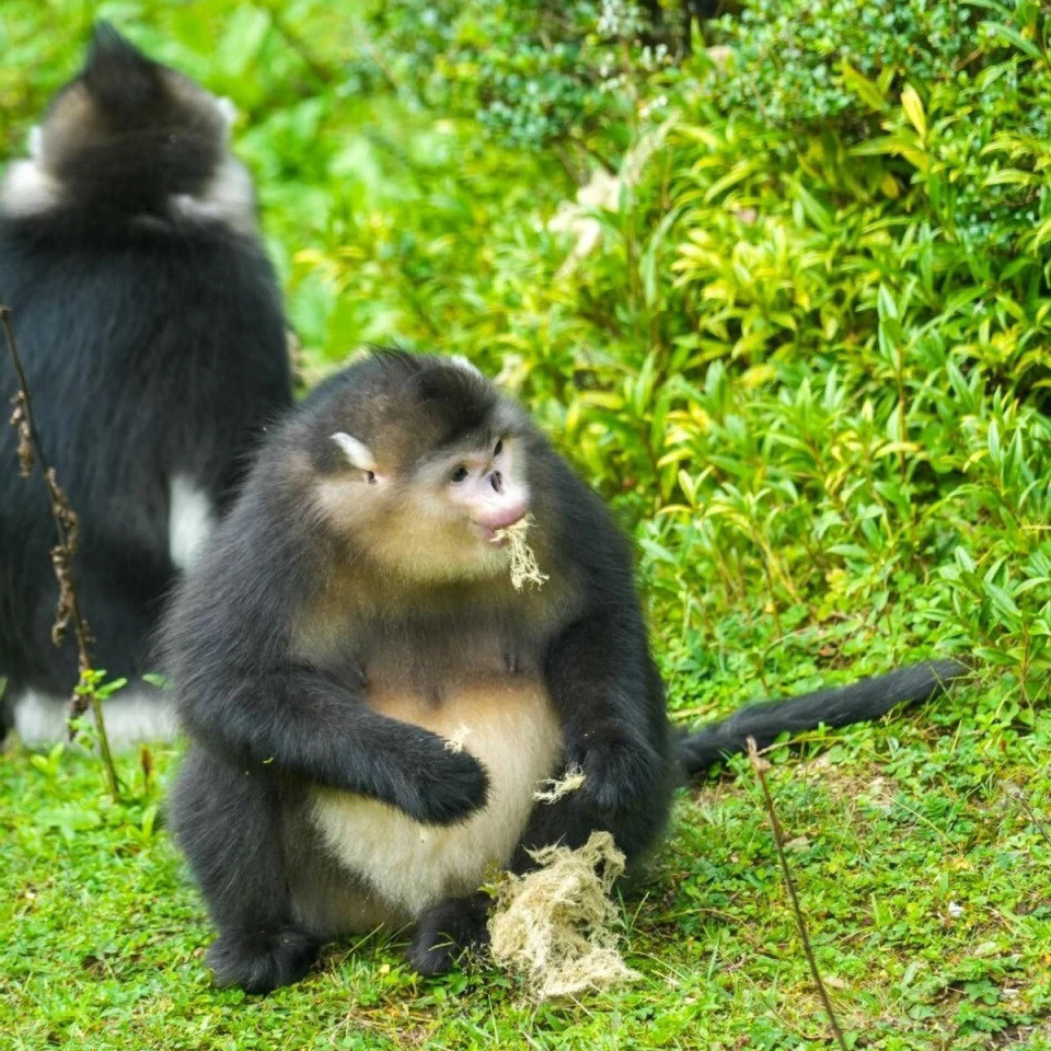 滇西北亲子纯玩7日/大理洱海-丽江古城-香格里拉-虎跳峡-维西塔城