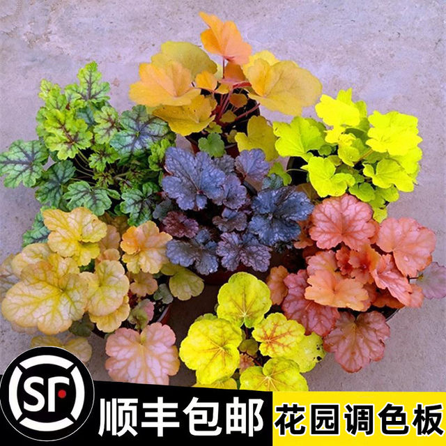 Alum root potted flower plants indoor flower seedlings evergreen all seasons leaf-resistant green plants garden greening flower seedlings