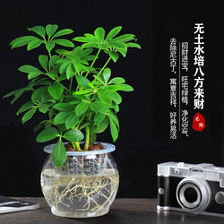 Aesculus hydroponic potted fortune tree plant eight