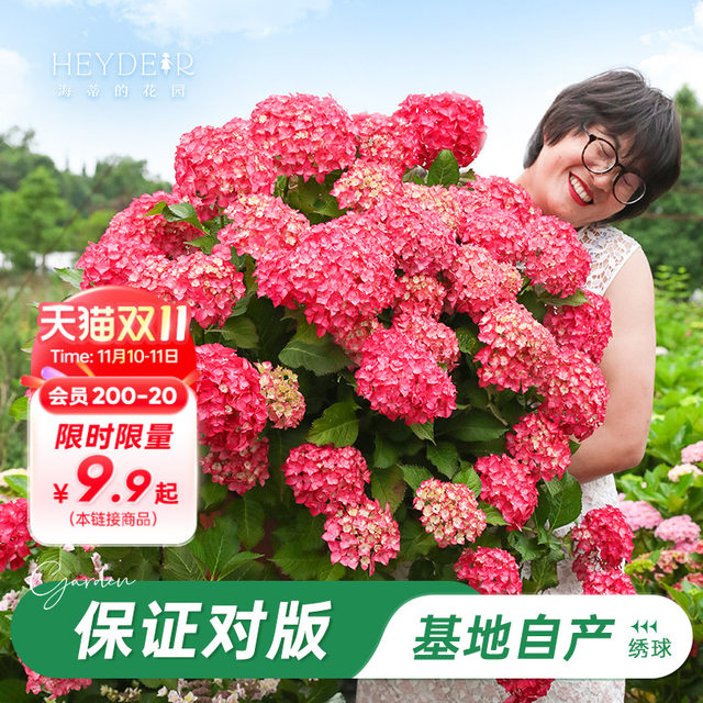 Heidi's Garden Flagship Store Hydrangea Seedlings Endless Summer Flowers Hydrangea Temari Balcony Flowers Potted Plants