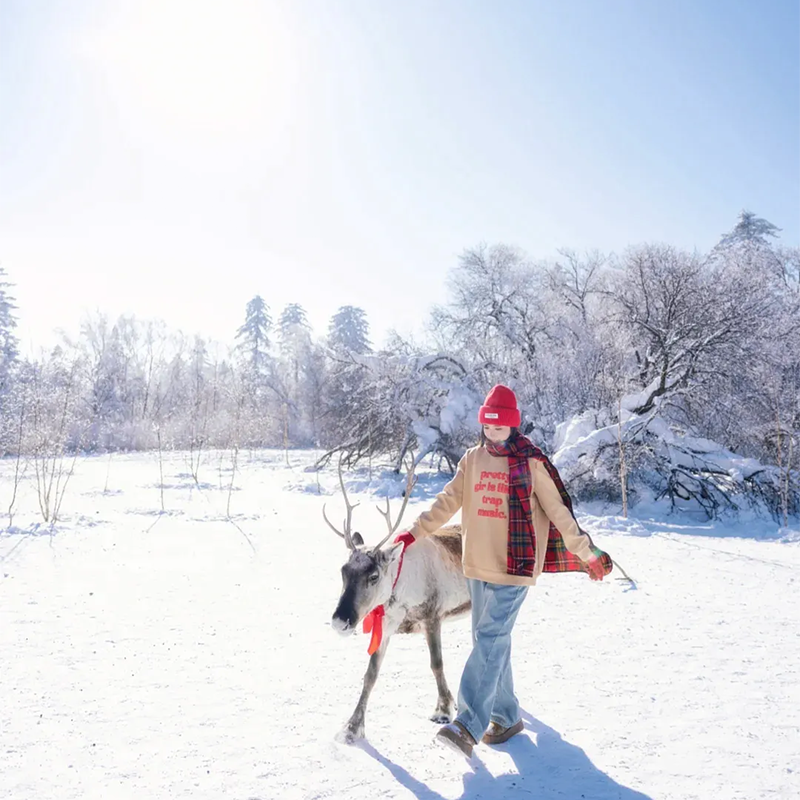 8人拼小团 东北哈尔滨漠河圣诞村北极村白桦林鄂温克驯鹿园6天5晚