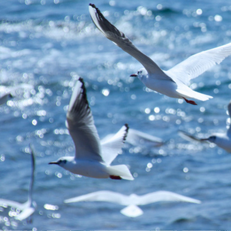 【双城深度游】 青岛+烟台 5日4晚私家团 1单1团 0购物0自费