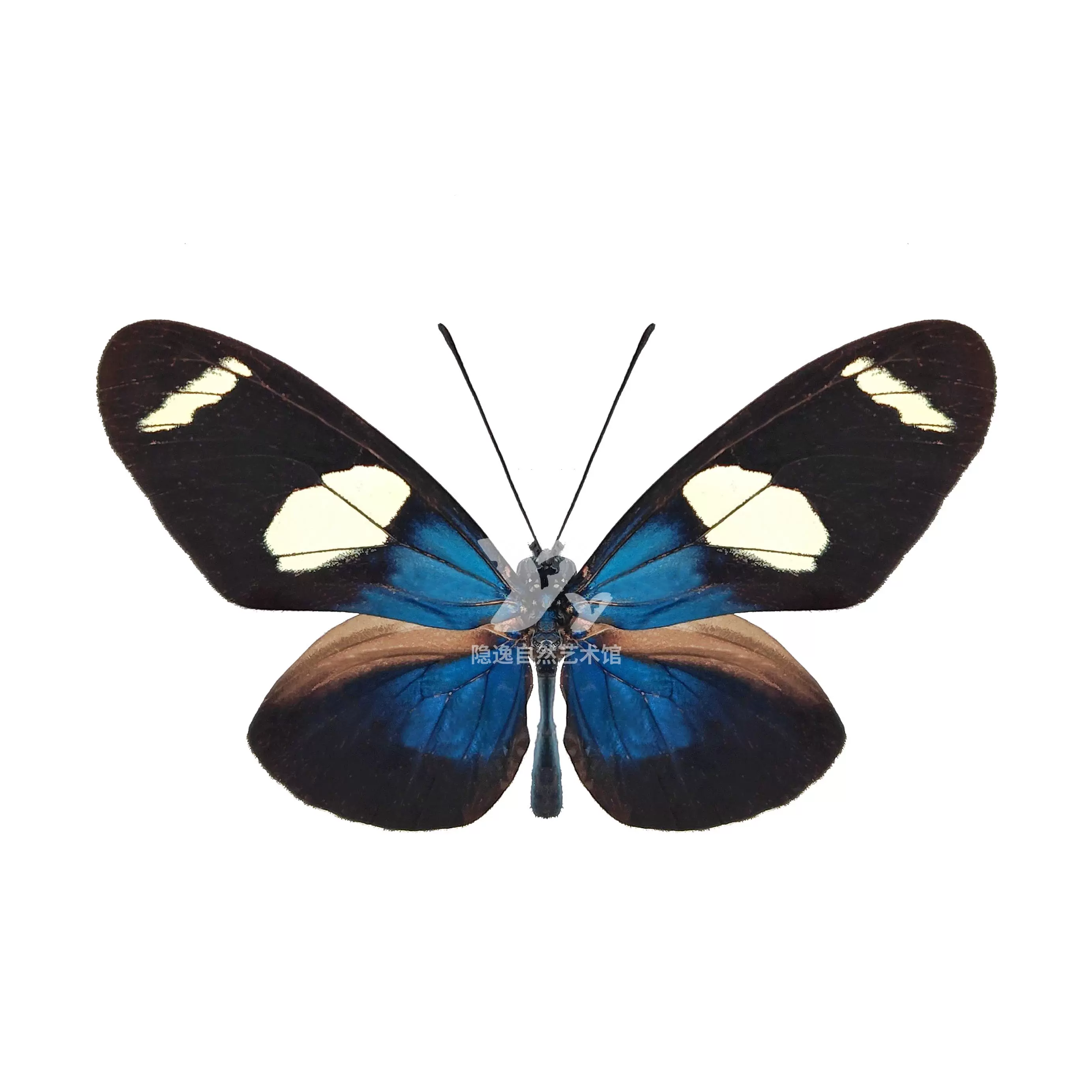 黎明闪蝶L亚Morpho aurora lamasi未展翅标本原蝶2-1-13-Taobao