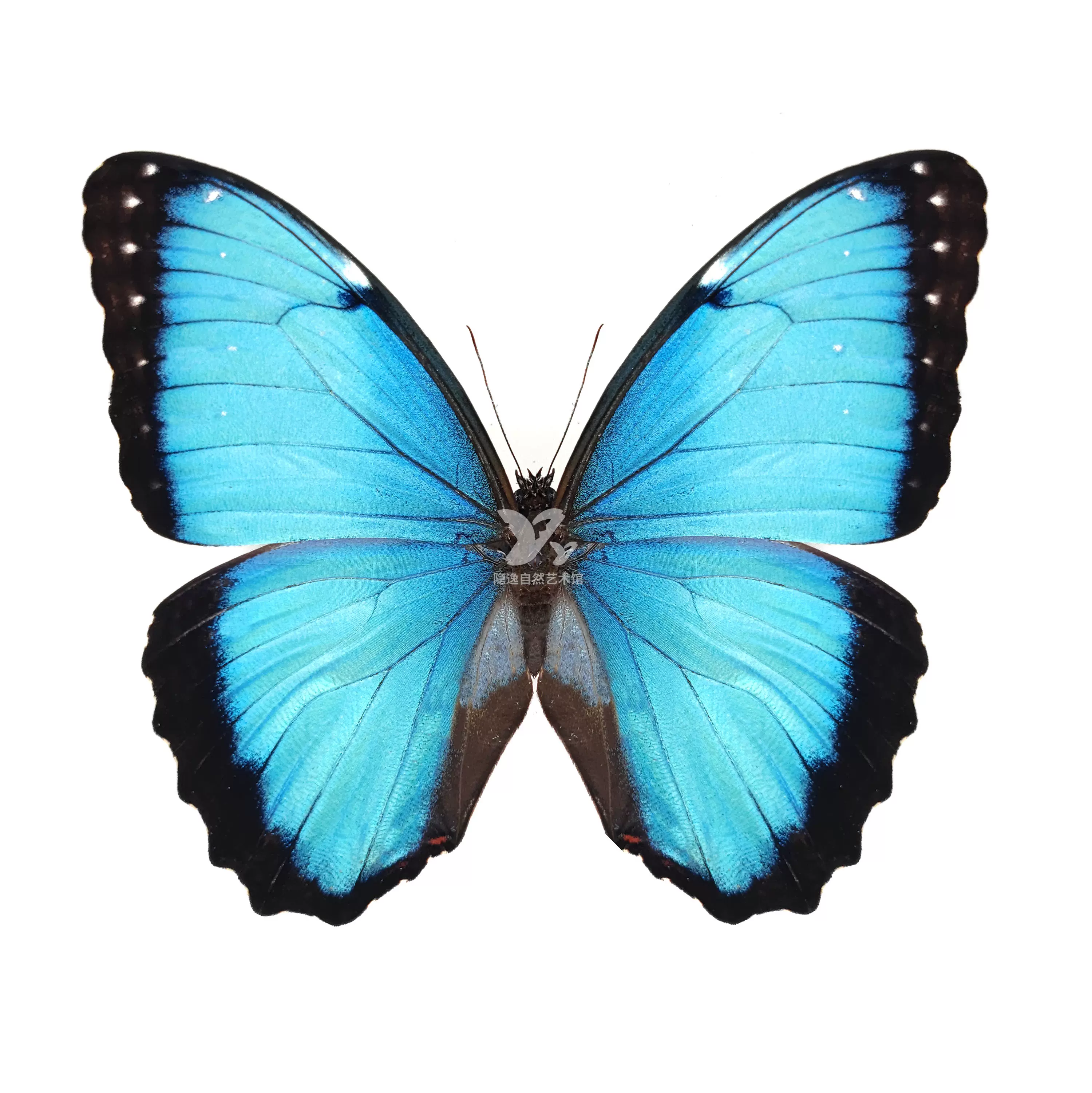 黎明闪蝶L亚Morpho aurora lamasi未展翅标本原蝶2-1-13-Taobao