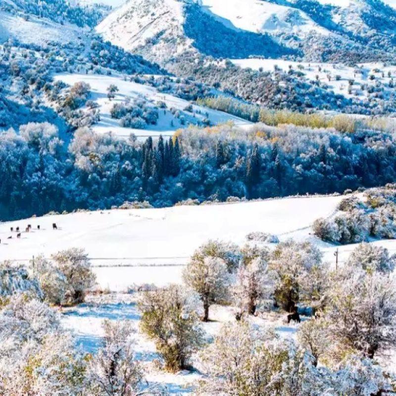 新疆旅游冬季拼车伊犁赛里木湖那拉提库尔德宁7天小团