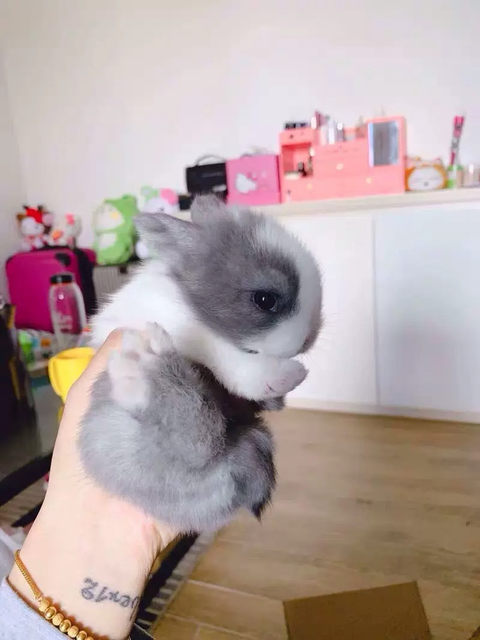 Little rabbit living thing mini dwarf phoenix-eyed crabapple small ...