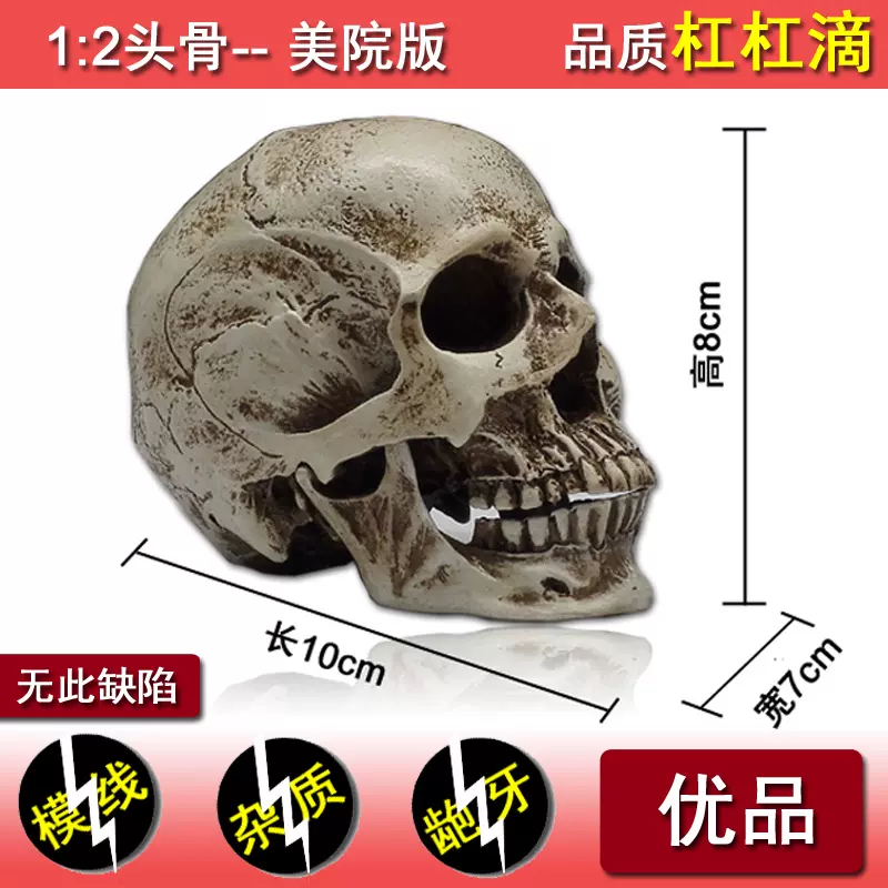 頭骨模型藝用頭蓋骨模美術教學仿真骷髏解剖結構教具美術繪畫頭顱 Taobao