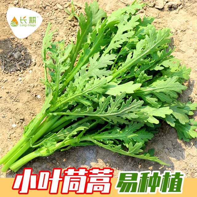 Chinese cabbage seeds, large leaves, small leaves, Chinese cabbage seeds, vegetable seeds, emperor vegetable seeds, vegetable seeds, autumn and winter, vegetable seeds, vegetable seeds, vegetable seeds, vegetable seeds, autumn and winter, vegetable seeds, vegetable seeds, vegetable seeds, vegetable seeds, vegetable seeds, vegetable seeds, vegetable seeds, vegetable seeds, vegetable seeds, vegetable seeds, vegetable seeds, vegetable seeds, vegetable seeds, vegetable seeds, vegetable seeds, vegetable seeds, vegetable seeds, vegetable seeds, vegetable seeds, vegetable seeds, vegetable seeds, vegetable seeds, vegetable seeds, vegetable seeds, vegetable seeds, vegetable seeds, vegetable seeds, vegetable seeds, vegetable seeds, vegetable seeds, vegetable seeds, vegetable seeds, vegetable seeds, vegetable seeds, vegetable seeds, vegetable seeds, vegetable seeds, vegetable seeds