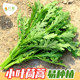 Chinese cabbage seeds, large leaves, small leaves, Chinese cabbage seeds, vegetable seeds, emperor vegetable seeds, vegetable seeds, autumn and winter, vegetable seeds, vegetable seeds, vegetable seeds, vegetable seeds, autumn and winter, vegetable seeds, vegetable seeds, vegetable seeds, vegetable seeds, vegetable seeds, vegetable seeds, vegetable seeds, vegetable seeds, vegetable seeds, vegetable seeds, vegetable seeds, vegetable seeds, vegetable seeds, vegetable seeds, vegetable seeds, vegetable seeds, vegetable seeds, vegetable seeds, vegetable seeds, vegetable seeds, vegetable seeds, vegetable seeds, vegetable seeds, vegetable seeds, vegetable seeds, vegetable seeds, vegetable seeds, vegetable seeds, vegetable seeds, vegetable seeds, vegetable seeds, vegetable seeds, vegetable seeds, vegetable seeds, vegetable seeds, vegetable seeds, vegetable seeds, vegetable seeds