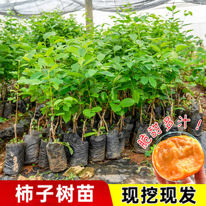 
Persimmon saplings are crispy and sweet, Taiqiu crisp persimmons, Yangfeng persimmons, garden fruit trees, planting extra large persimmon tree fruit saplings in the north and south