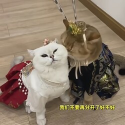 Cat Costume in the Same Style as Zhu Yu, Fun for Photos, Exquisite Hanfu Pet Dress, Princess Dress, Crown Headpiece