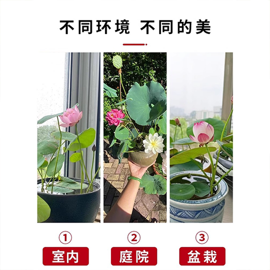 荷花缸 • 金魚かめ 限れ