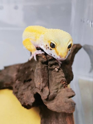 Leopard gecko is a non-venomous, non-biting, cute and docile lizard