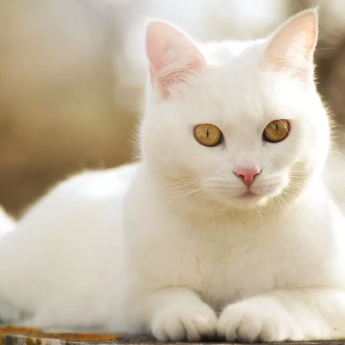 狸花猫橘猫奶牛猫三花猫白猫黑猫纯种猫抓老鼠猫中华田园猫家猫