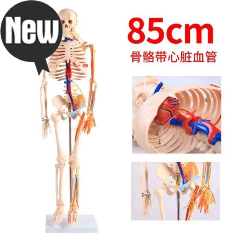 教造型肩关节f可动人体骨头模w型人骨架全身骨标科版人架骨医- Taobao