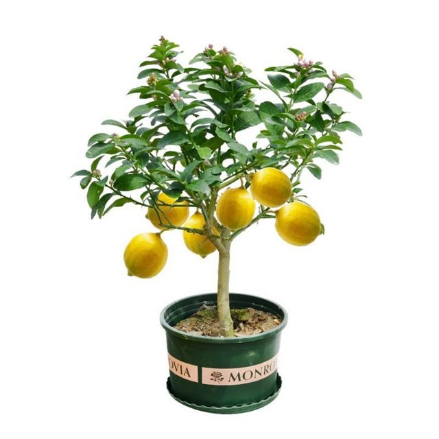 Taiwan Four Seasons Perfume Lemon Saplings Guangdong Seedless Grafted ...