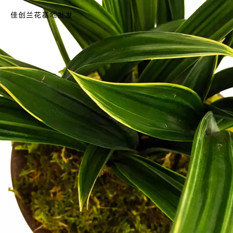兰花苗 金鹤达摩 矮种金边 墨兰报岁兰冬带花苞出售 好养花卉盆栽