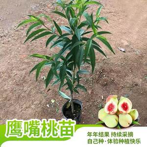 
Eagle-beaked peach tree seedlings, crispy sweet peach seedlings, peach tree grafted seedlings, large tree fruit tree seedlings planted in the south and north