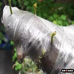 Disposable Plant Moisturizing Film, Bonsai Moisturizing and Insulation Film, No Need to Pick Buds, Wrapping Film, Fresh-Keeping Wrapping Film Tool