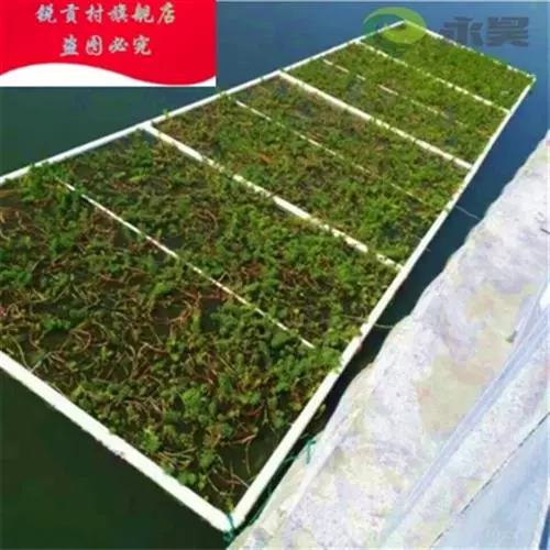 生态浮钱狐尾藻铜床草挺水植物定植浮网水生