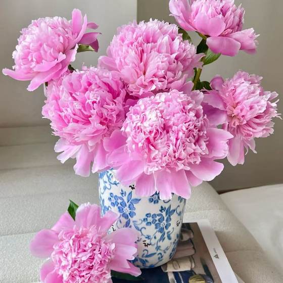 
[Blue Fuji] Ready-made peony fresh-cut flower double petal bouquet