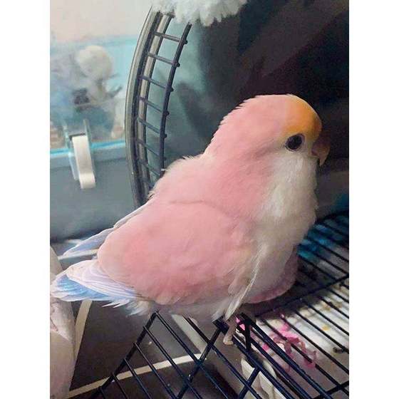 
Hand-raising purple Isha yellow peach green peach violet peach parrot chicks pet feeding small birds living relatives