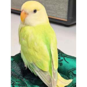 Peony parrot, living relatives, clinging to people, good for feeding chicks, pet birds, good for feeding, yellow peach green, peach green gold top high-end