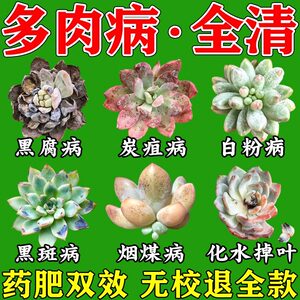 
Special fat for succulents, special bactericidal for black spot diseases, powdery mildew, bituminous coal black rot disease nutrient solution, eutrophicin insecticide