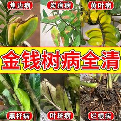 Special nutrient solution for money tree, special medicine for yellow leaves and root rot, root promotion, leaf yellowing medicine, dead leaf black spot disease fertilizer