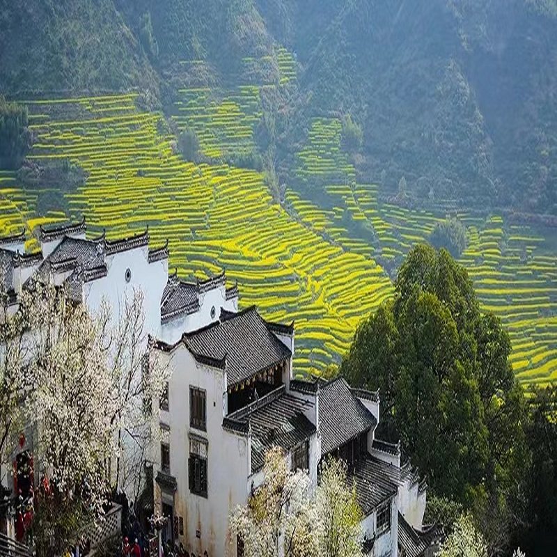 【9人小团】江西旅游三清山景德镇婺源望仙谷3天2晚跟团游亲子游