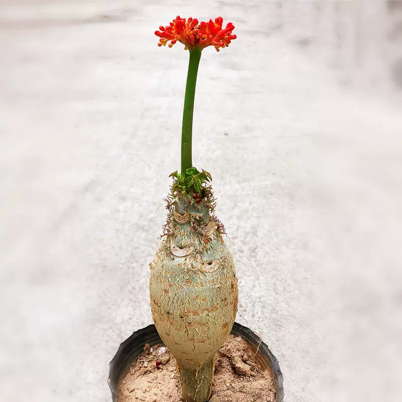 大肚佛肚海棠四季開紅花常青綠植多肉塊根植物觀花佛肚樹盆栽熱銷 Taobao