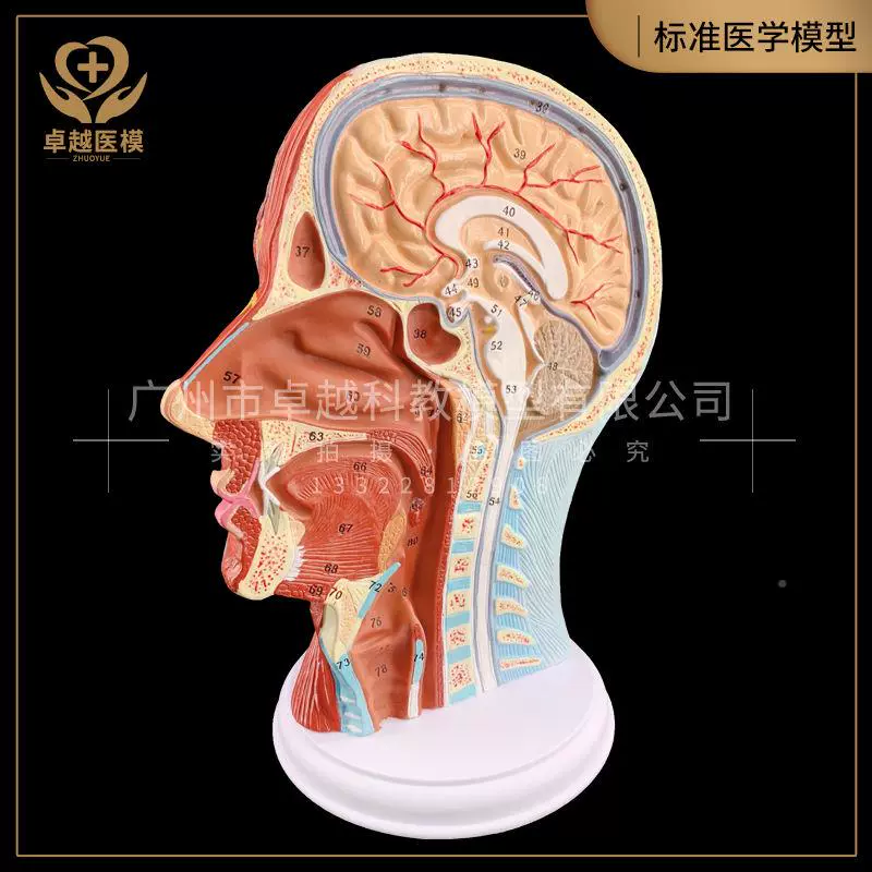 头状部矢断层解型头剖颈部解剖耳鼻喉科模大脑模型头浅表模型-Taobao