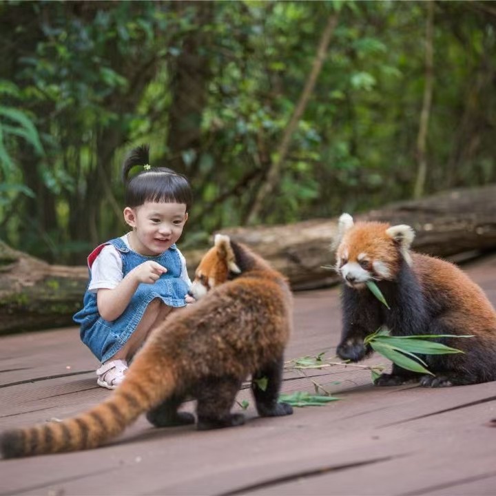 2人小团云南西双版纳普洱小熊猫庄园5天4晚低了成团五星泳池酒店