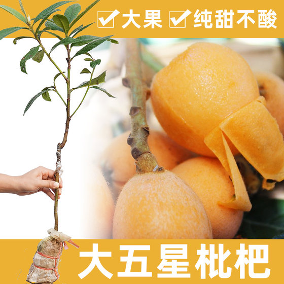 Loquat tree seedlings big fruit loquat big five -star pure sweet without sour leaf grafting authentic seedlings free shipping
