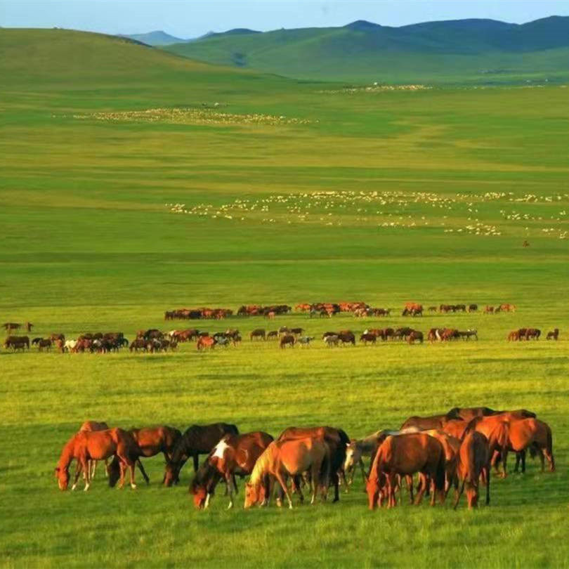 内蒙古旅游呼和浩特出发希拉穆仁草原一日游