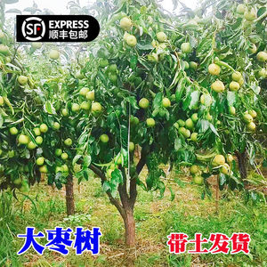 
Live jujube seedlings are grafted with soil balls to graft Zhanhua winter jujube and rock sugar jujube to plant high-stem golden jujube seedlings in the south and north.