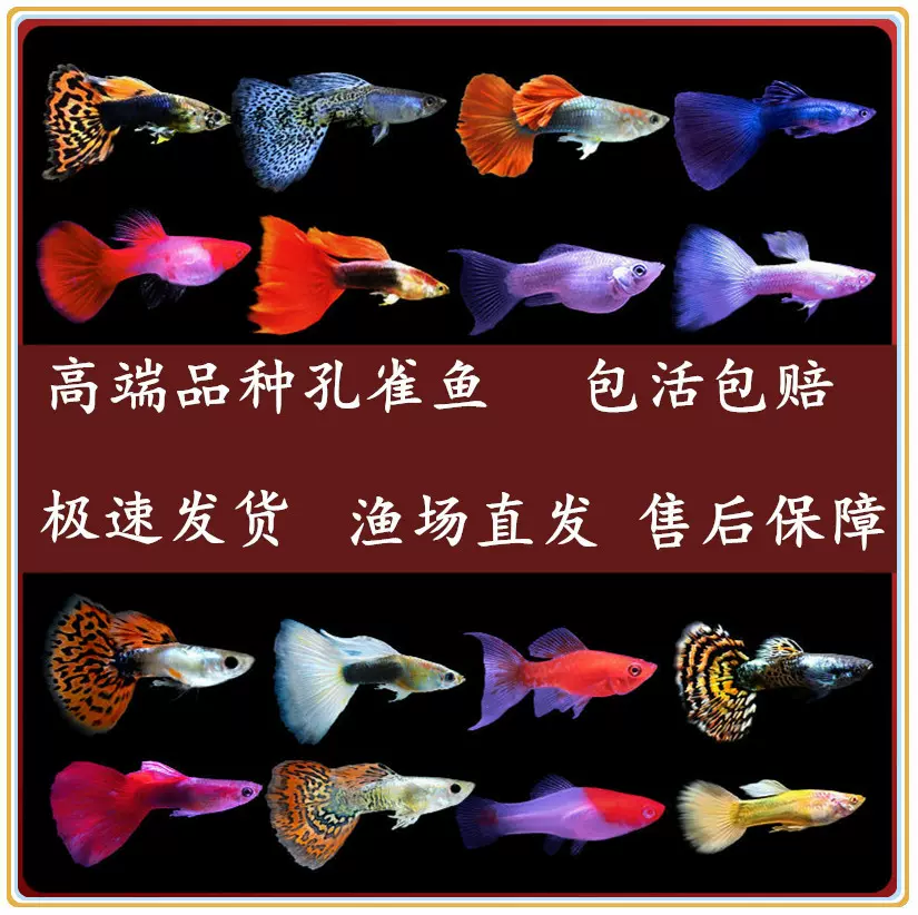 热带孔雀鱼苗观赏鱼耐活小型金鱼神仙灯科好养活鱼耐活