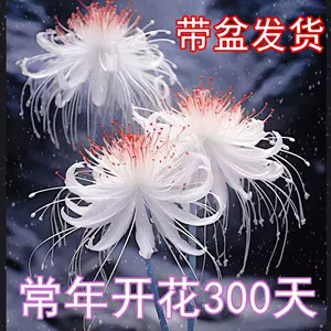 曼珠沙华花2024年3月-月销口碑最新推荐-Taobao