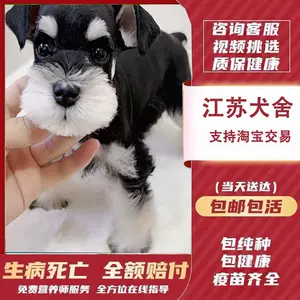 live dog Latest Best Selling Praise Recommendation | Taobao