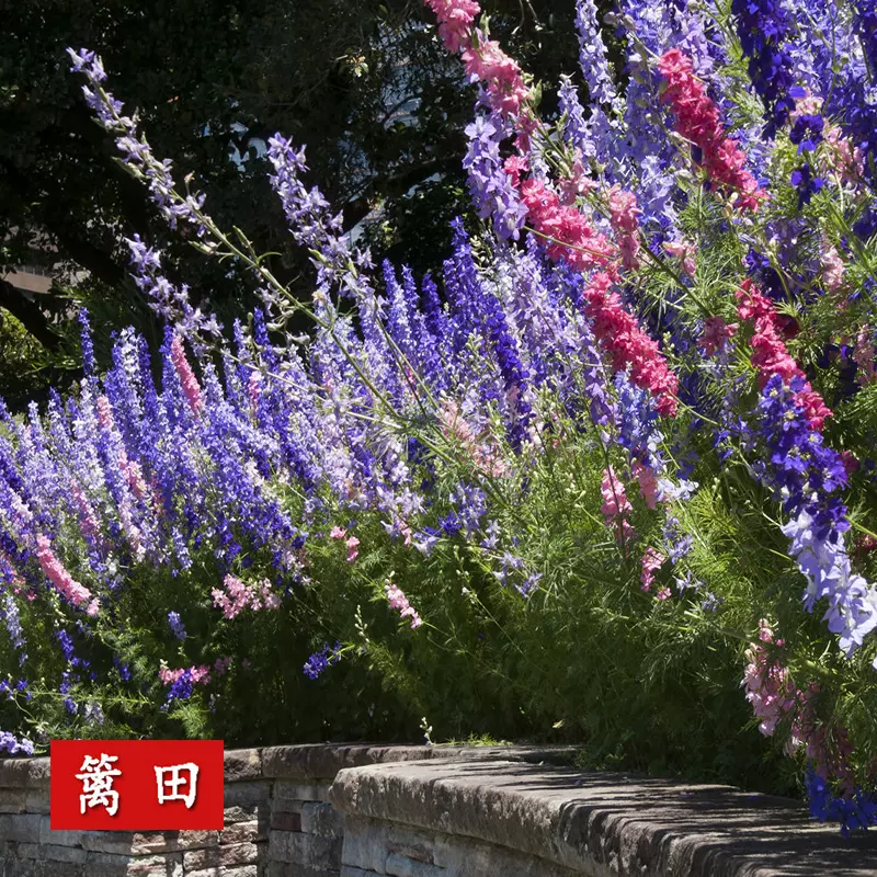 千鳥草花籽庭院花種藍色1 4寸套筒扳手燕草種子花壇景觀搭配組合 Taobao