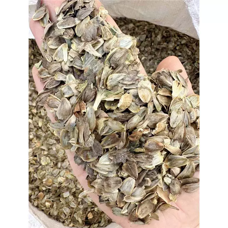 串叶松香草种子子牧草种子籽籽草种子1