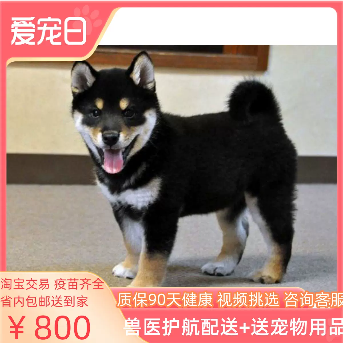 黑柴犬幼犬纯种日本宠物狗秋田好养小狗活物