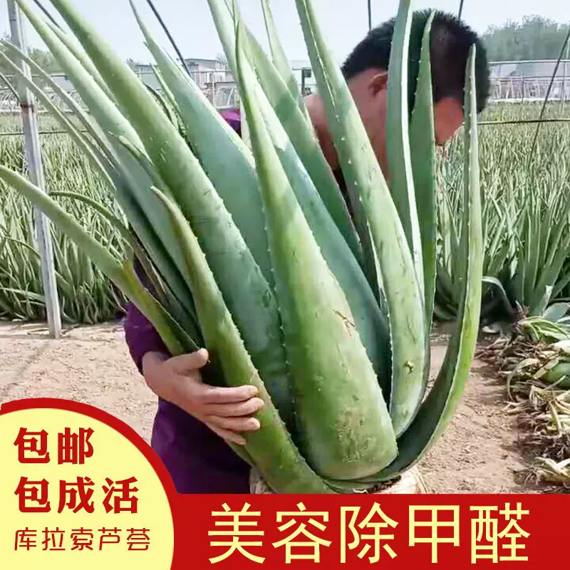 美容院库拉索芦荟盆栽多肉植物美容芦荟灌肤补水食用室内