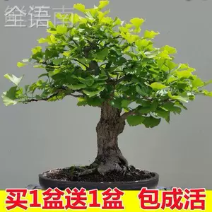 盆栽小品盆- Top 1000件盆栽小品盆- 2024年3月更新- Taobao