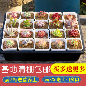 Succulent plant potted paving set for newbie's office