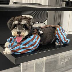 Dog Dust-Proof Pants for Outdoor Use, Anti-Dirt Leg Pants for Dogs, Spring, Summer, and Autumn Anti-Dirt Pants, Stylish Leg Covers for Bichon and Teddy Dogs