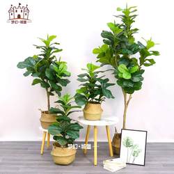 Simulation plant potted home decoration green plant Qin Ye Rong living room fake tree artificial plant decoration ornaments bonsai