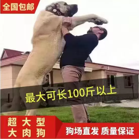 大肉狗苗超大型土狗苗幼崽寵物狗狗改良雜交商用
