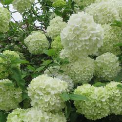 Chinese wood hydrangea bucket ball courtyard plant villa garden potted cold-resistant landscape tree cutting seedlings