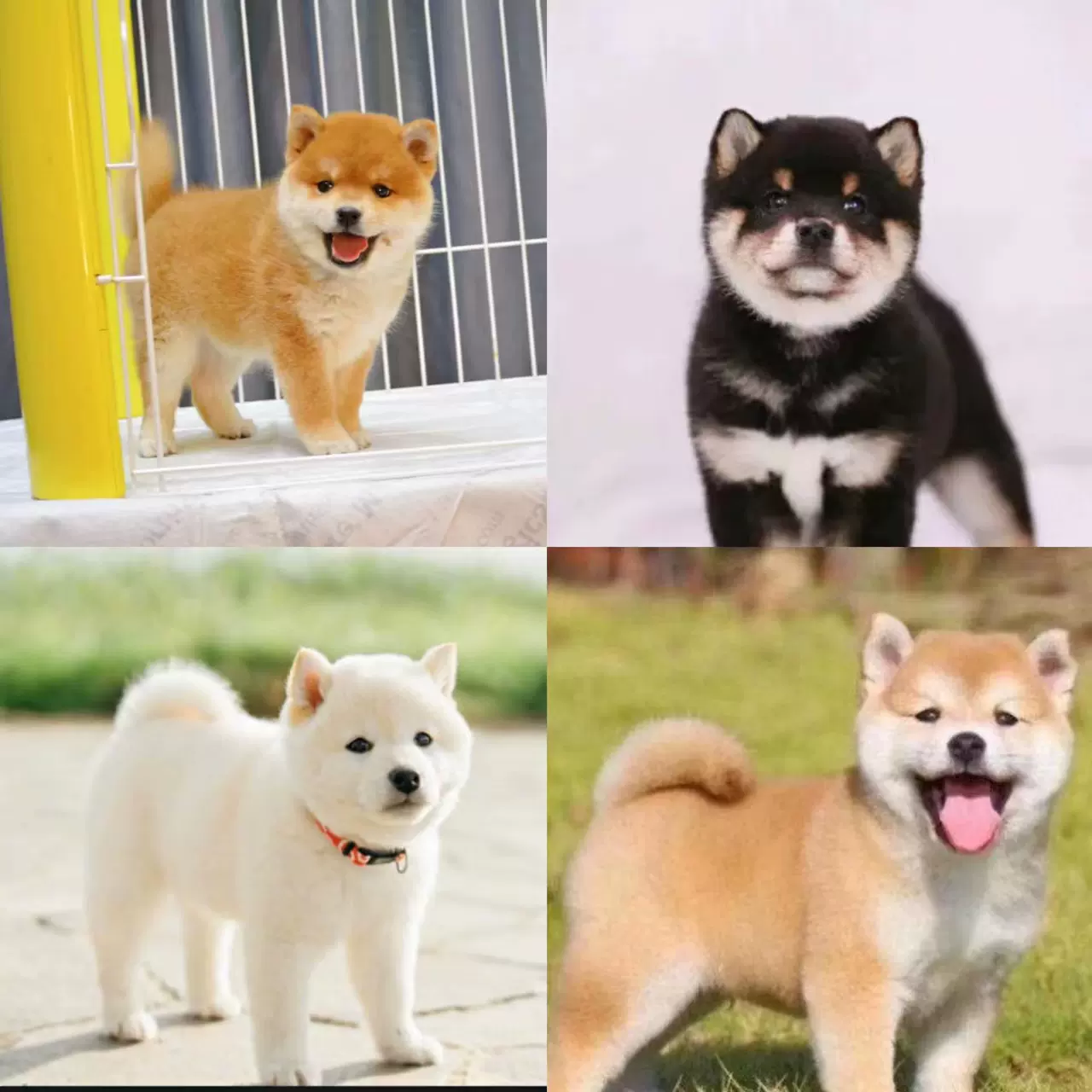 纯种双血统黑柴犬幼犬宠物狗活物秋田犬中华田园犬黄色白日本豆柴 Taobao